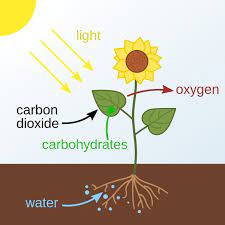 Which Reactant in the Photosynthesis Equation is the Source of Hydrogen for Sugar Molecules?